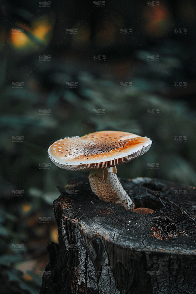 蘑菇鲜美食材摄影图