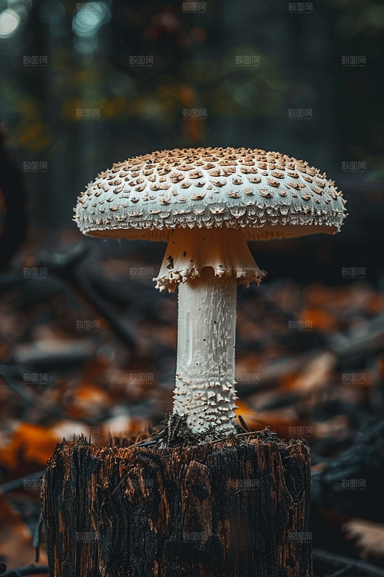 蘑菇雨后云南摄影图