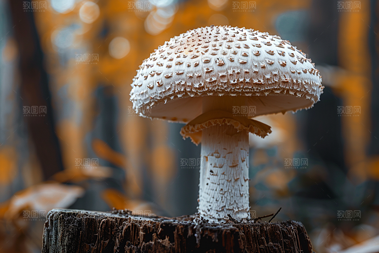 蘑菇菌菇新鲜摄影图