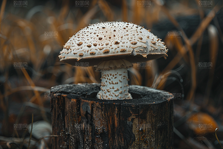 蘑菇自然树林摄影图