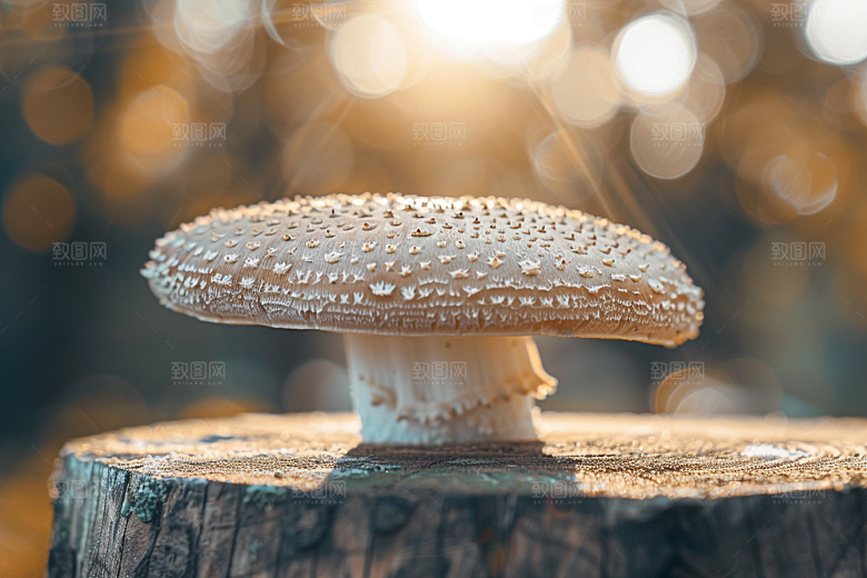 蘑菇美味雨后摄影图