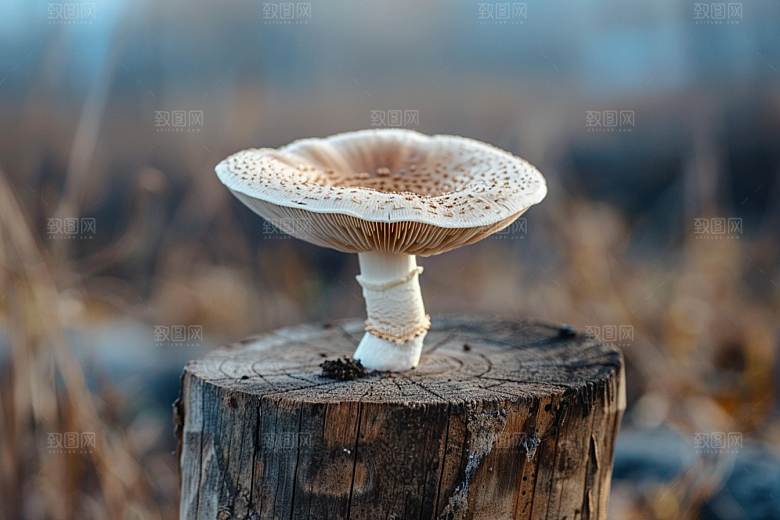 蘑菇美味云南摄影图