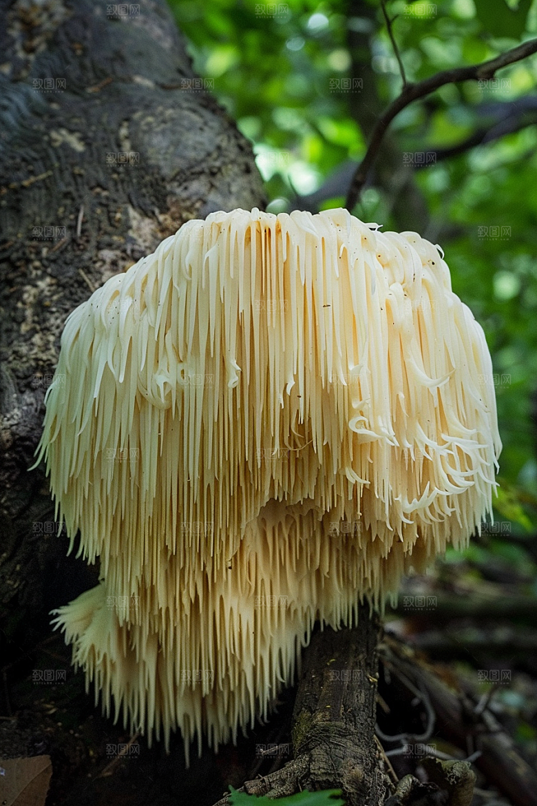蘑菇食材云南摄影图