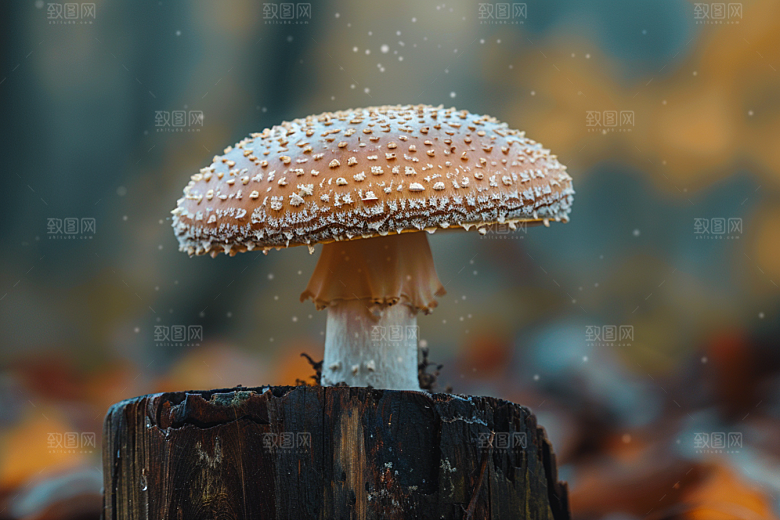 蘑菇云南山珍摄影图