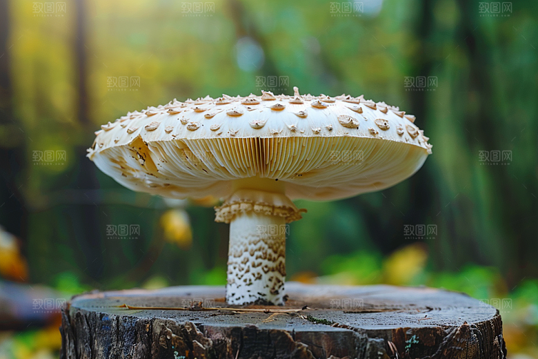 蘑菇清新鲜美摄影图