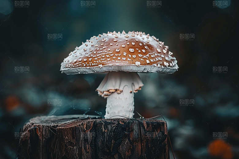 蘑菇清新菌子摄影图