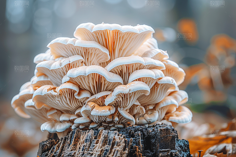蘑菇美味清新摄影图