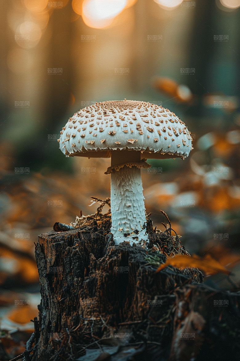蘑菇树林山林摄影图