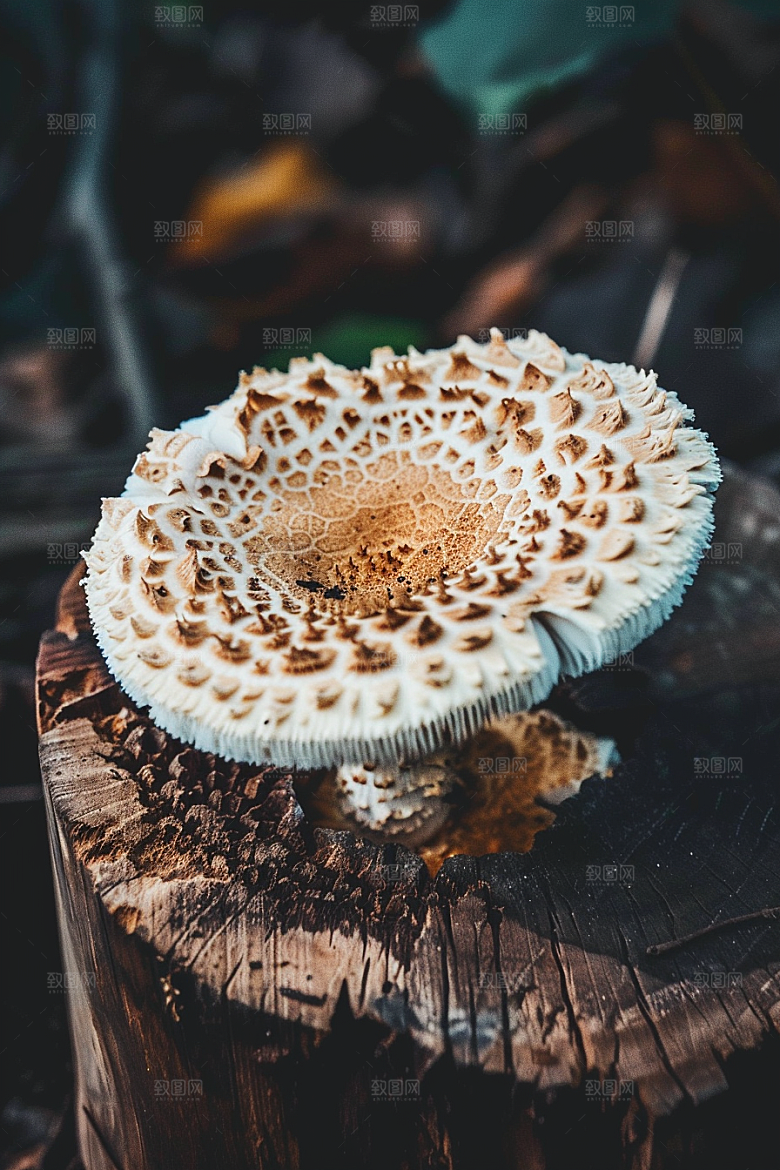 蘑菇山珍食材摄影图