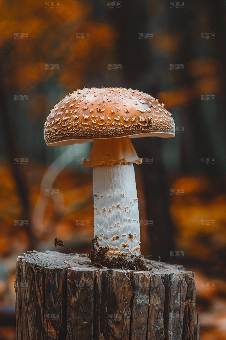 蘑菇高清菌菇摄影图