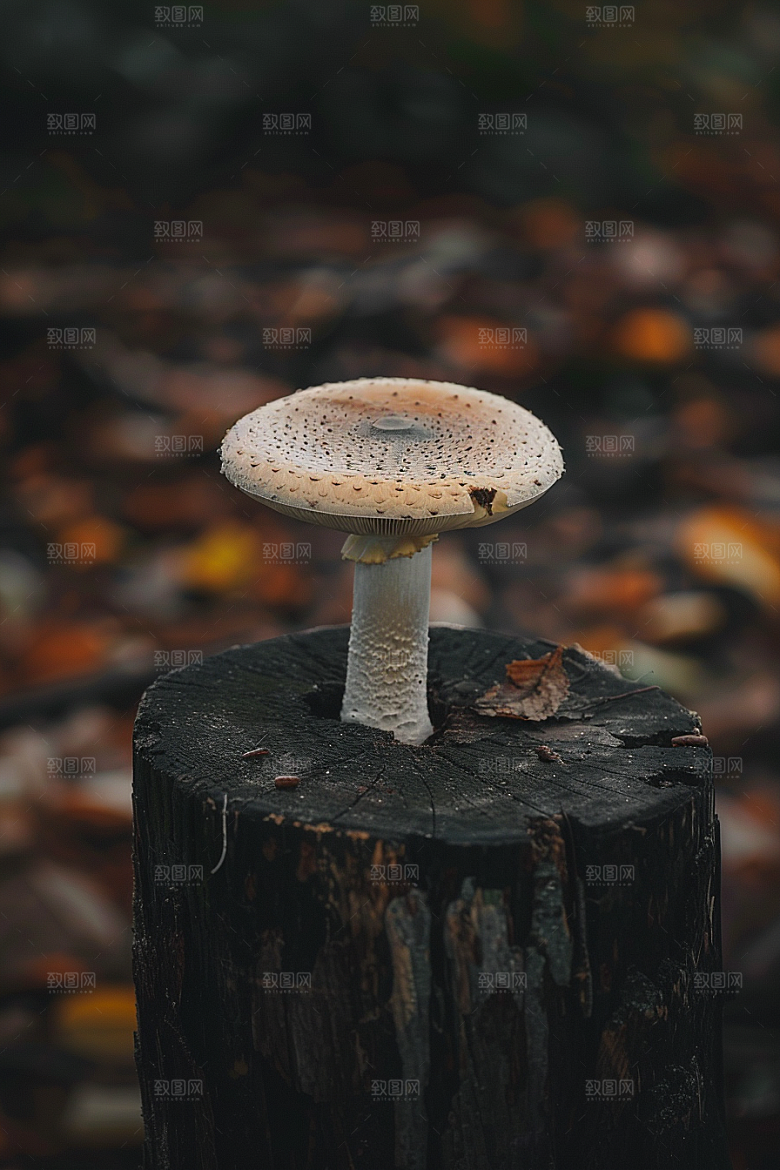 蘑菇鲜美自然摄影图