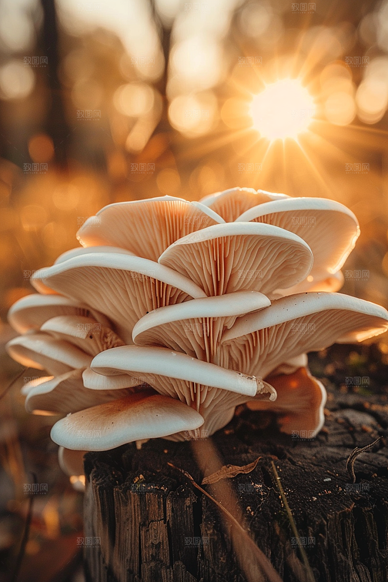 蘑菇树林菌菇摄影图