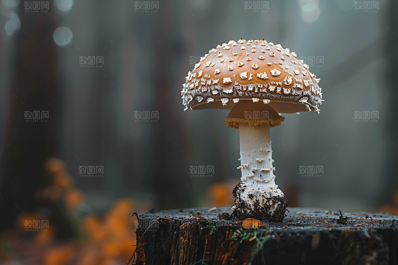 蘑菇山珍菌菇摄影图
