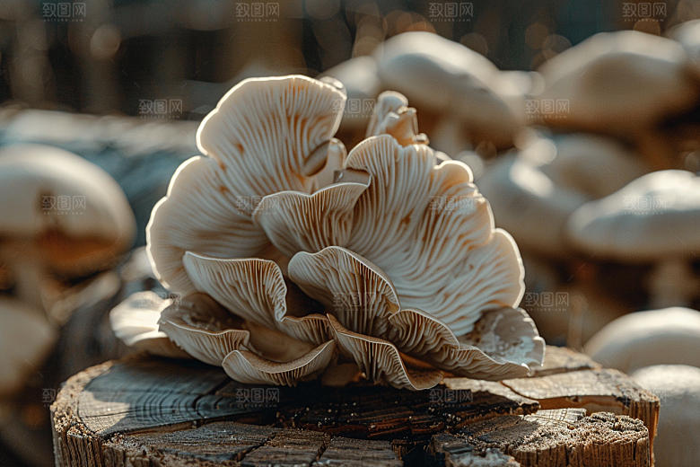 蘑菇菌子菌菇摄影图