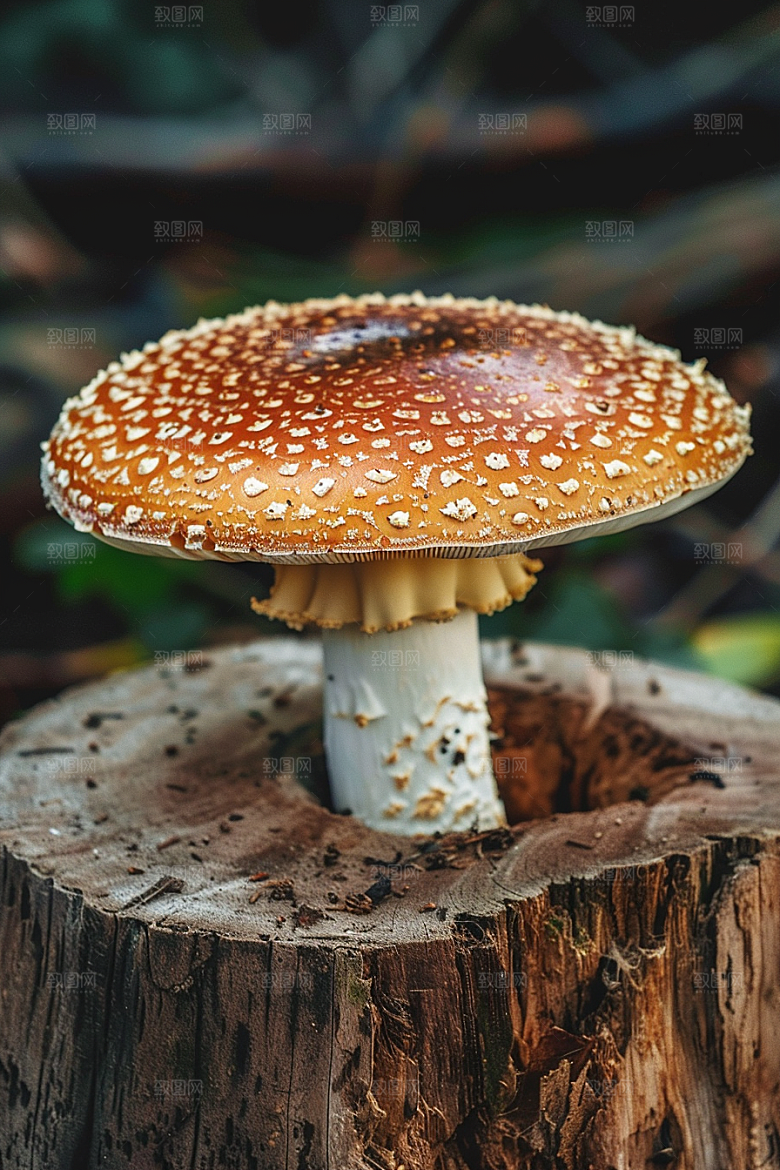 蘑菇云南自然摄影图