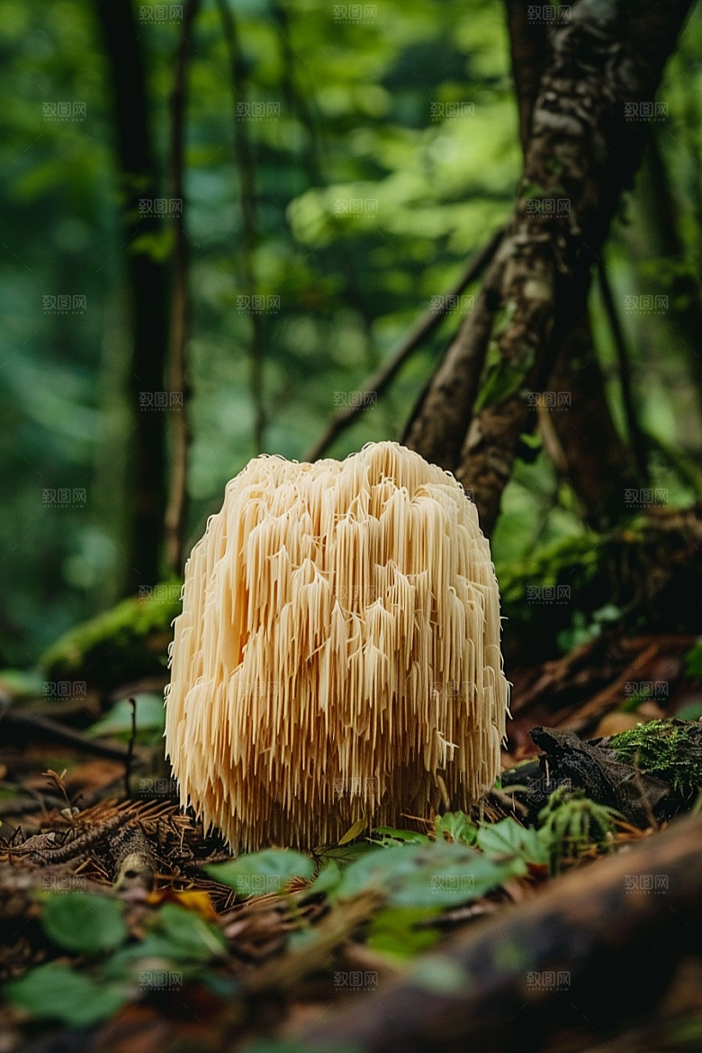 蘑菇山林高清摄影图