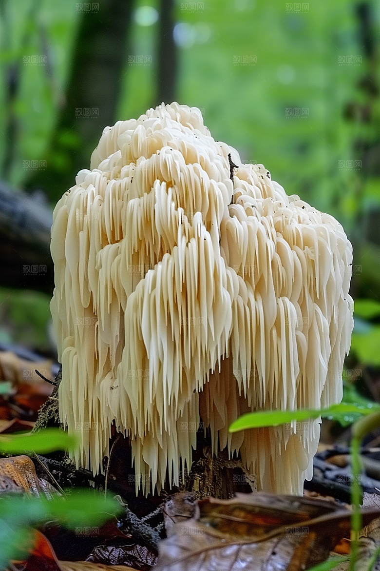蘑菇山珍山林摄影图