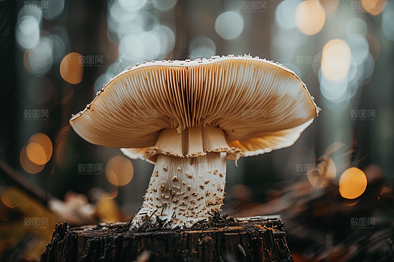 蘑菇食材自然摄影图