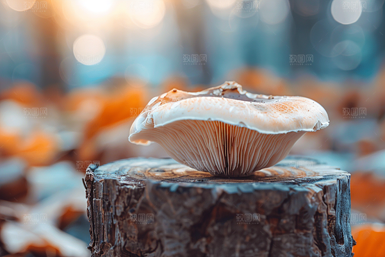 蘑菇食材雨后摄影图