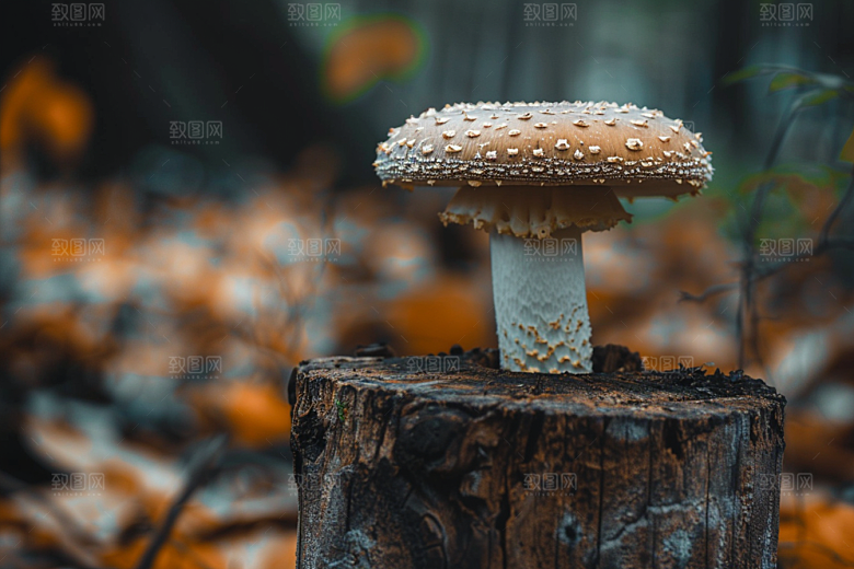 蘑菇美味清新摄影图