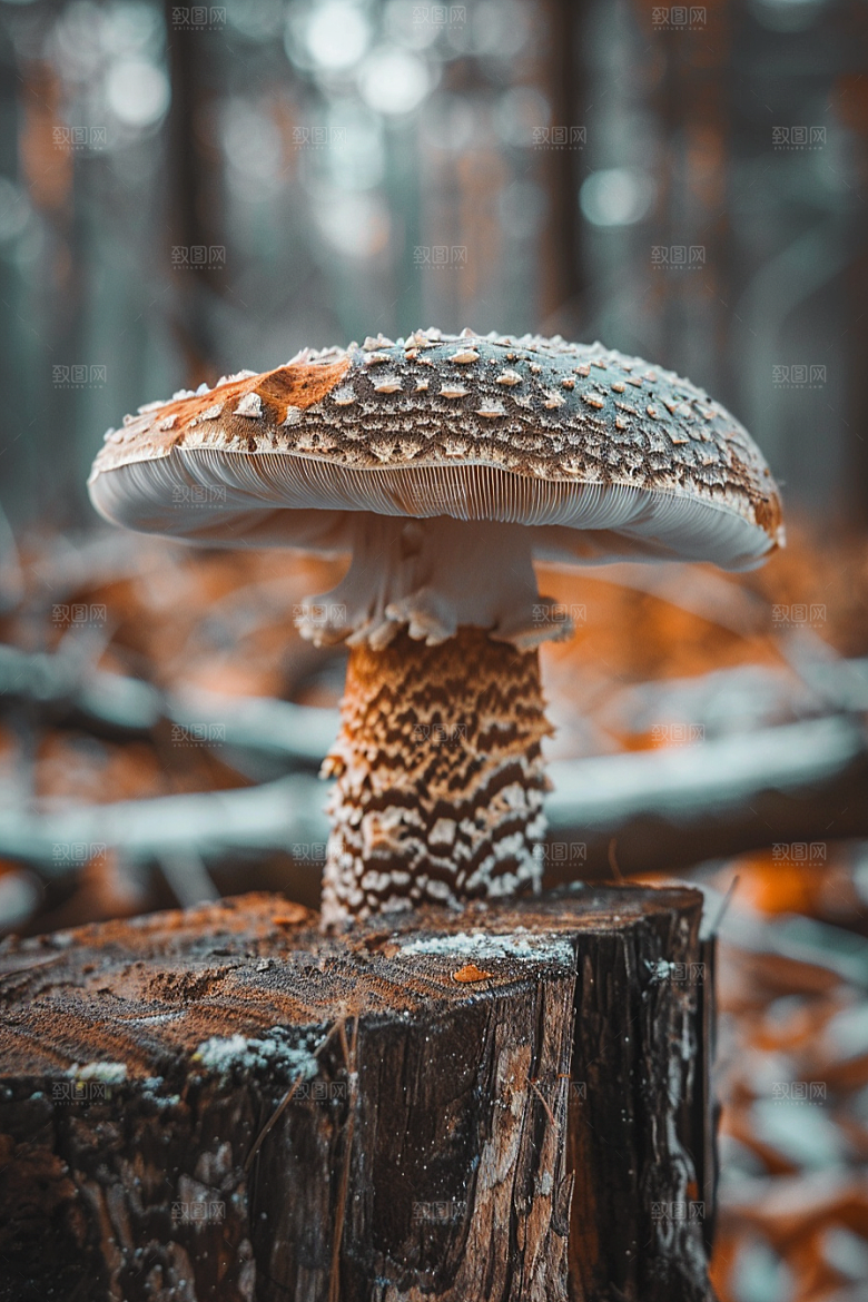 蘑菇自然菌菇摄影图