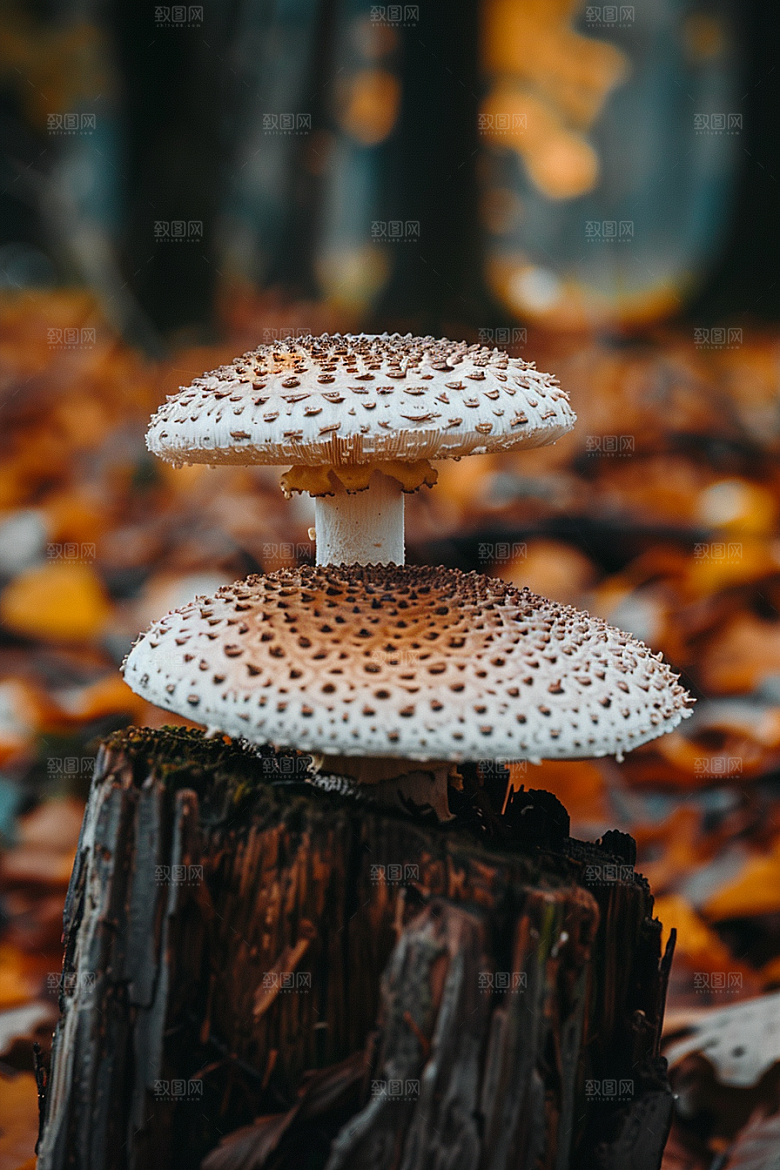 蘑菇树林自然摄影图