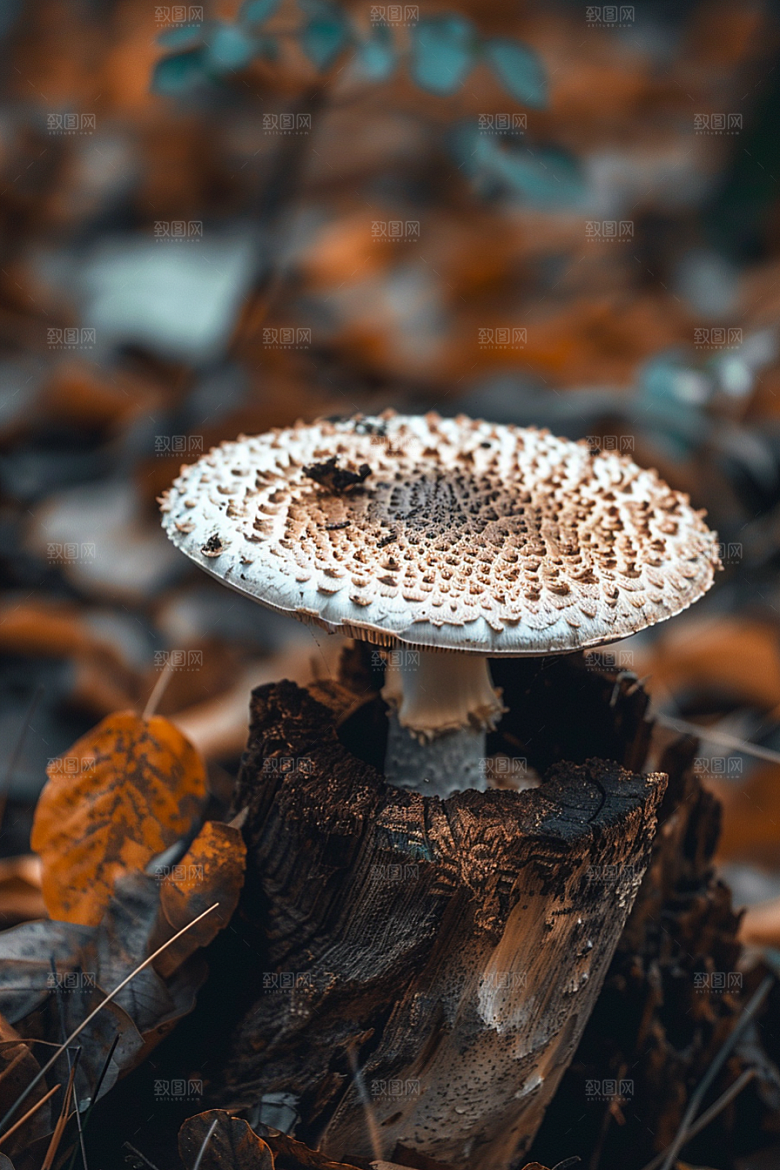 蘑菇雨后菌菇摄影图