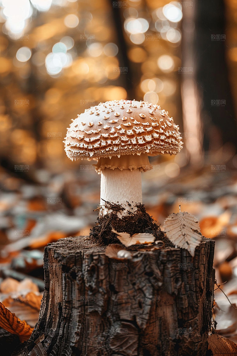 蘑菇清新菌菇摄影图