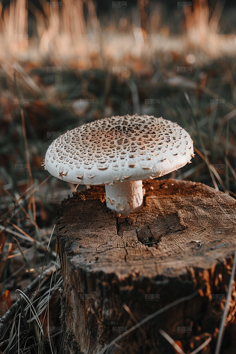 蘑菇云南雨后摄影图
