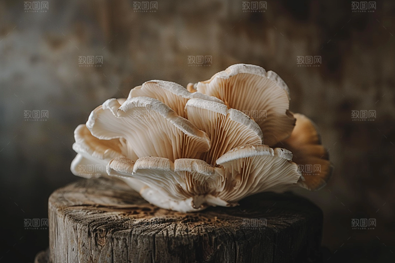 蘑菇菌子新鲜摄影图
