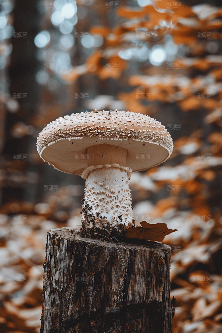 蘑菇云南美味摄影图