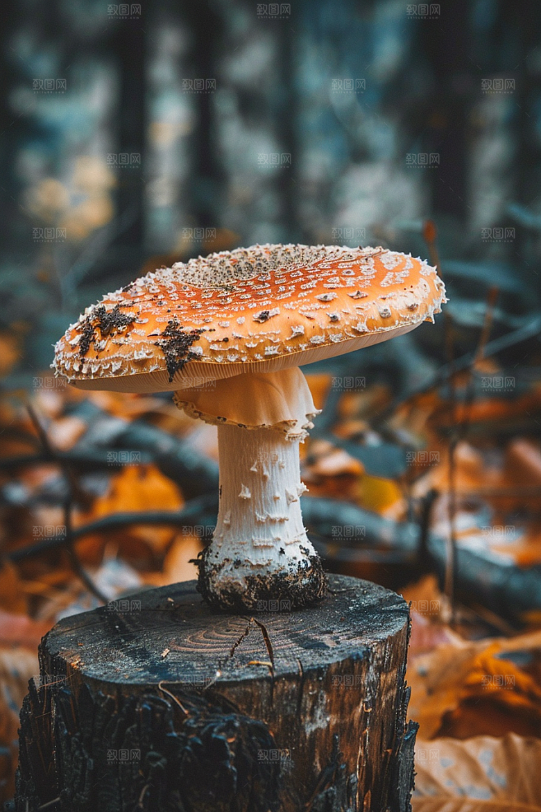 蘑菇鲜美树林摄影图