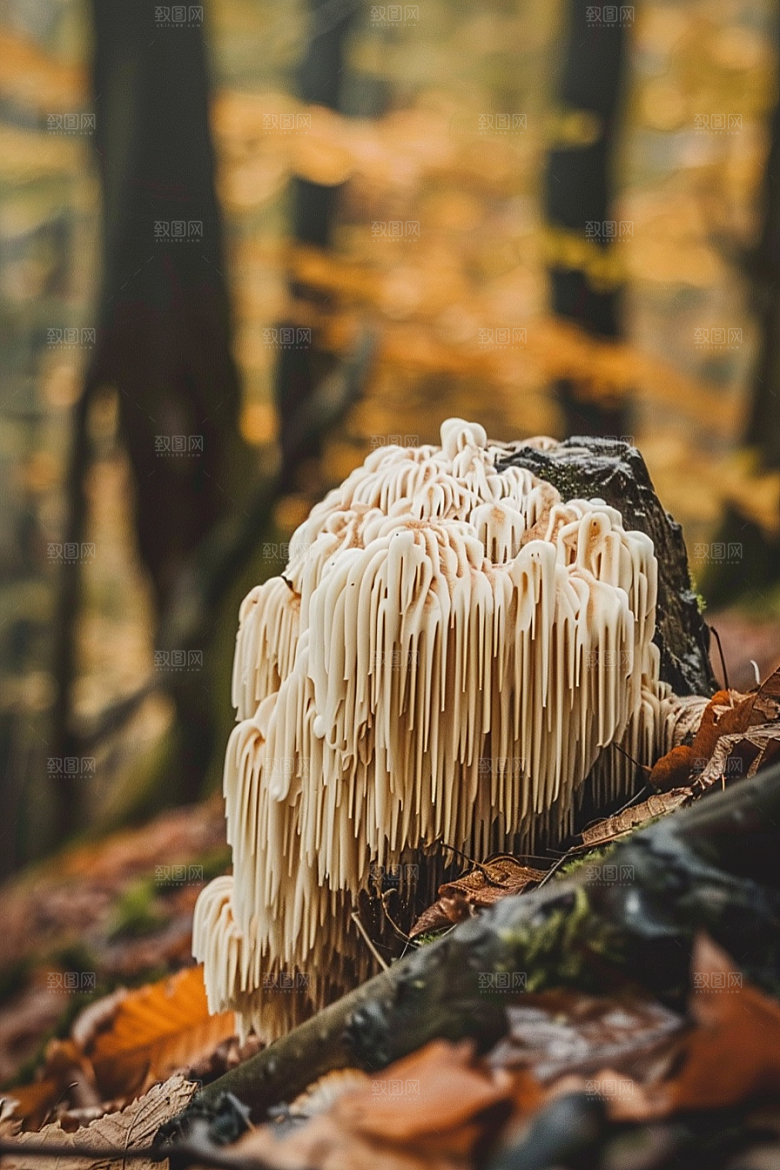 蘑菇菌菇鲜美摄影图