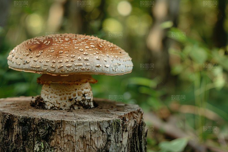 蘑菇雨后食材摄影图