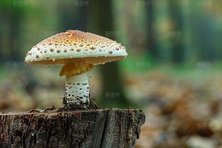 蘑菇自然山珍摄影图
