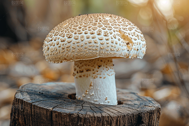 蘑菇雨后高清摄影图