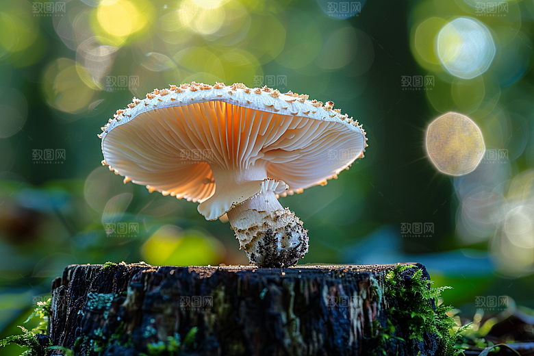 蘑菇山珍美味摄影图
