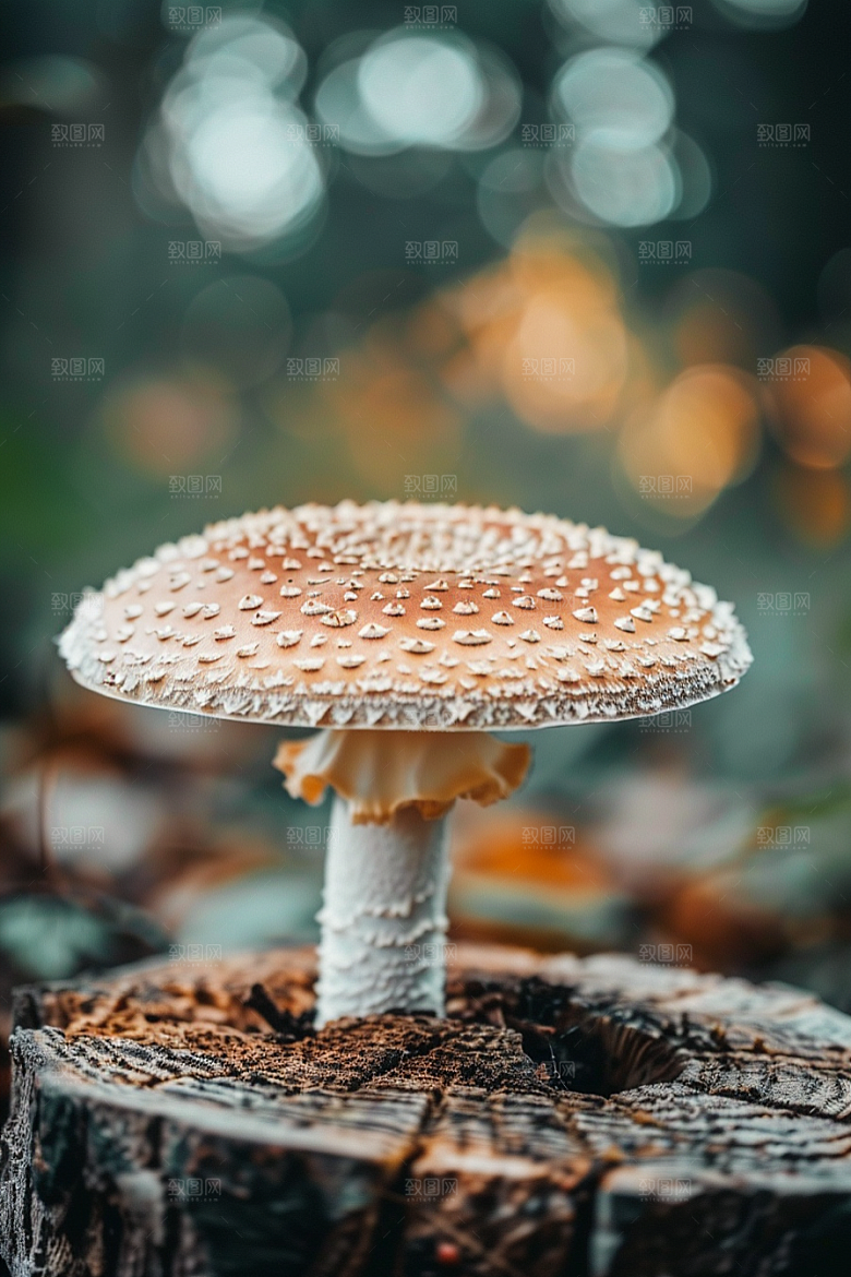 蘑菇食材雨后摄影图