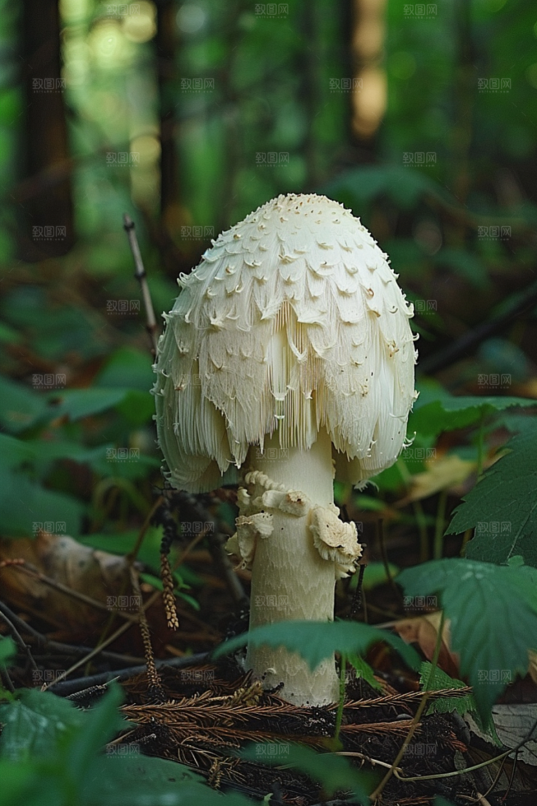 蘑菇鲜美美味摄影图