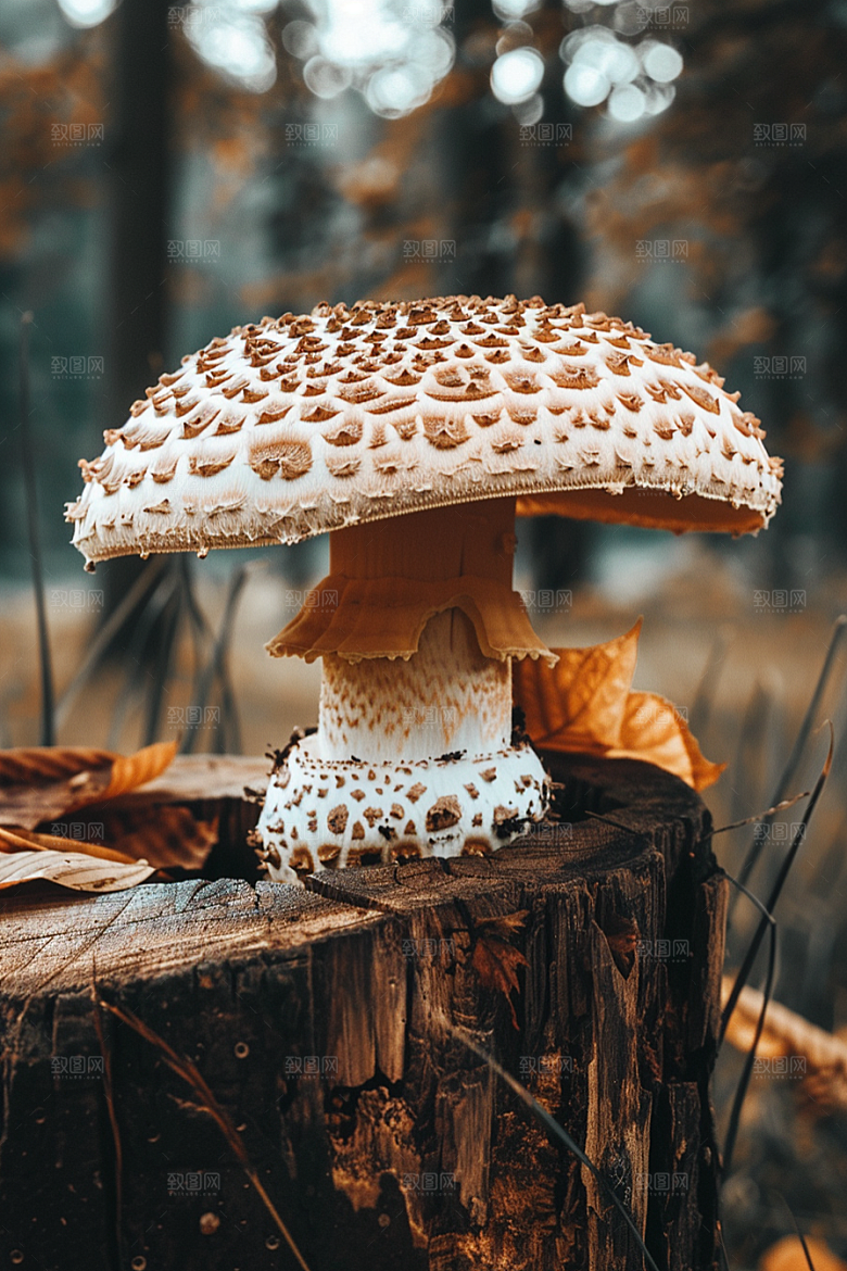 蘑菇食材新鲜摄影图