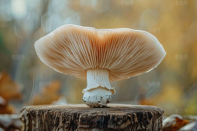 蘑菇云南新鲜摄影图