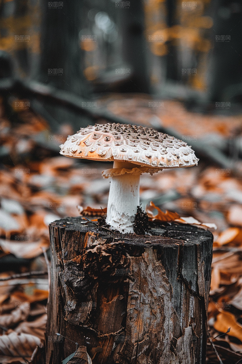蘑菇鲜美云南摄影图