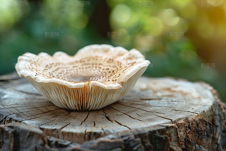 蘑菇食材美味摄影图
