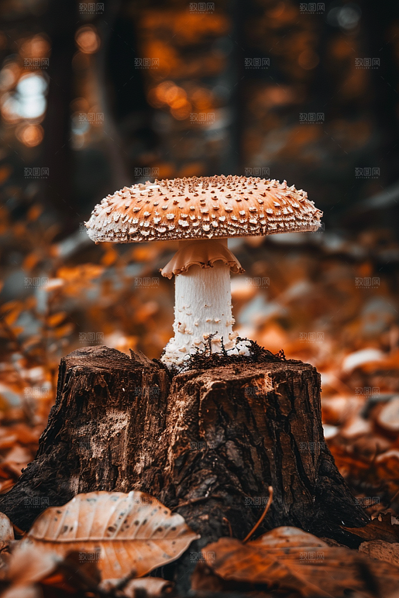 蘑菇高清雨后摄影图