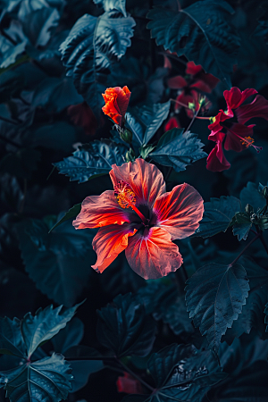 木槿花夏季清新摄影图