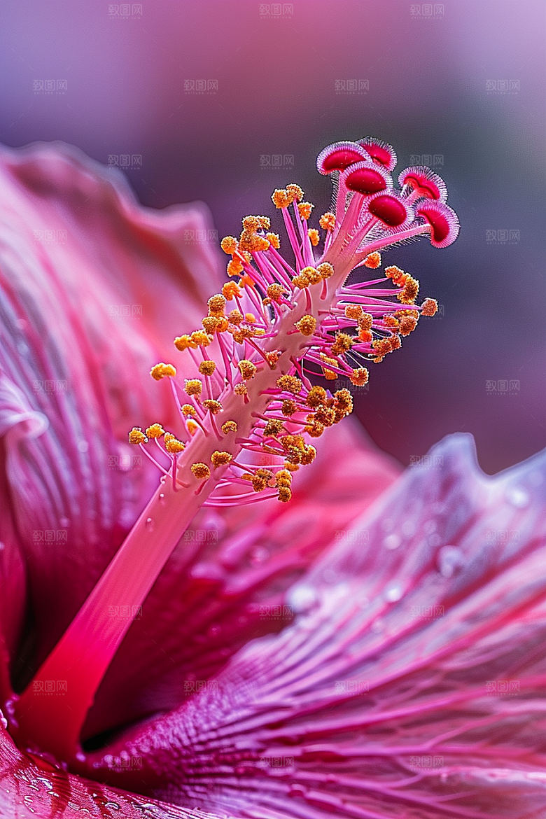 木槿花清新自然摄影图