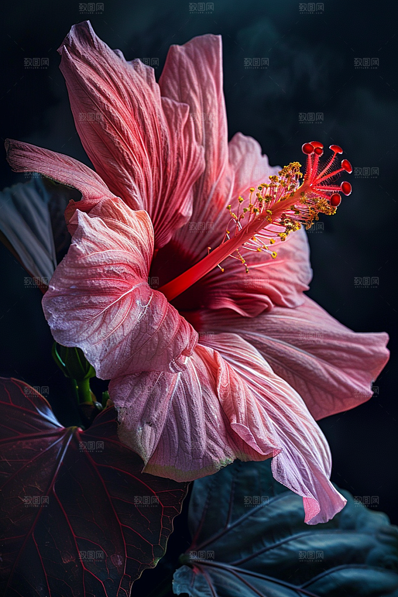 木槿花花卉唯美摄影图