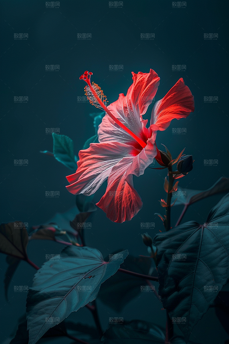 木槿花夏天植物摄影图