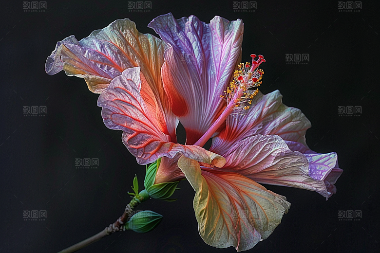 木槿花自然夏天摄影图