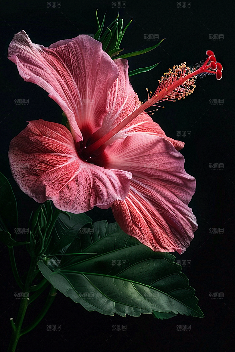 木槿花彩色夏季摄影图